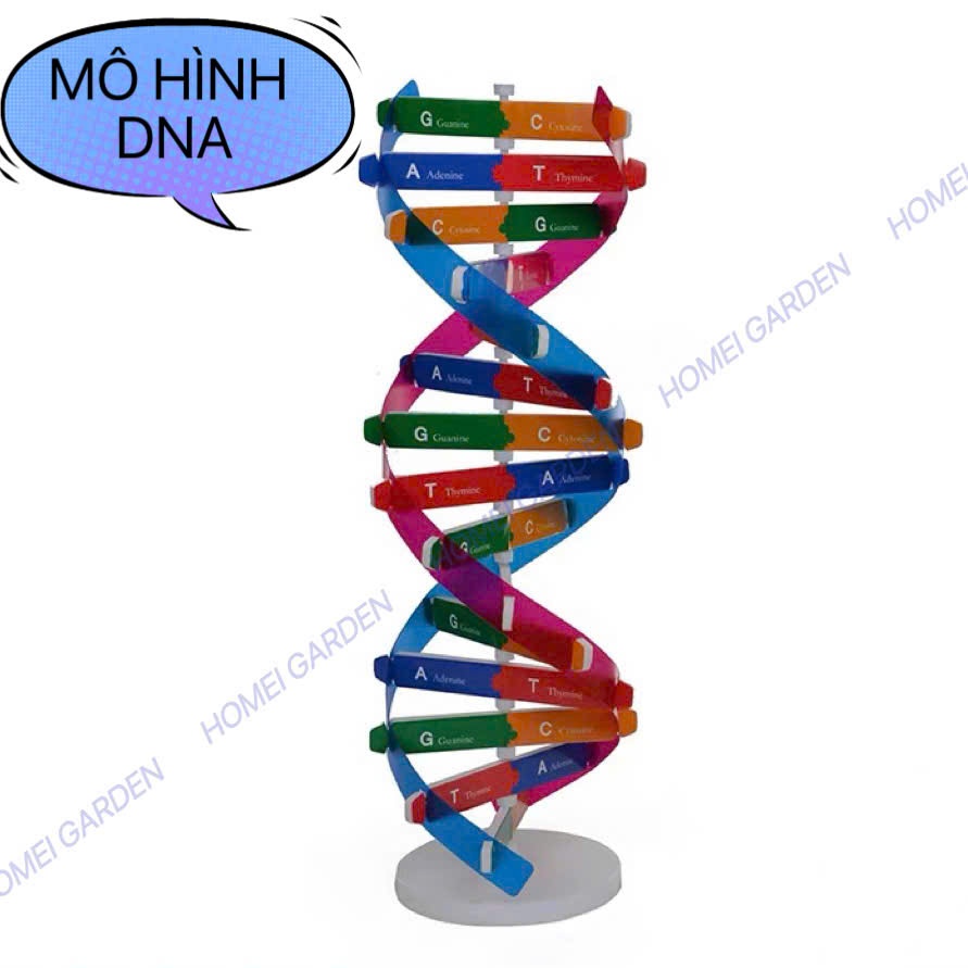 Mô Hình DNA 3D Sinh Học Lớp 9 – Dụng Cụ Học Tập Sinh Học STEM, Mô Hình Phân Tử ADN - HM0619