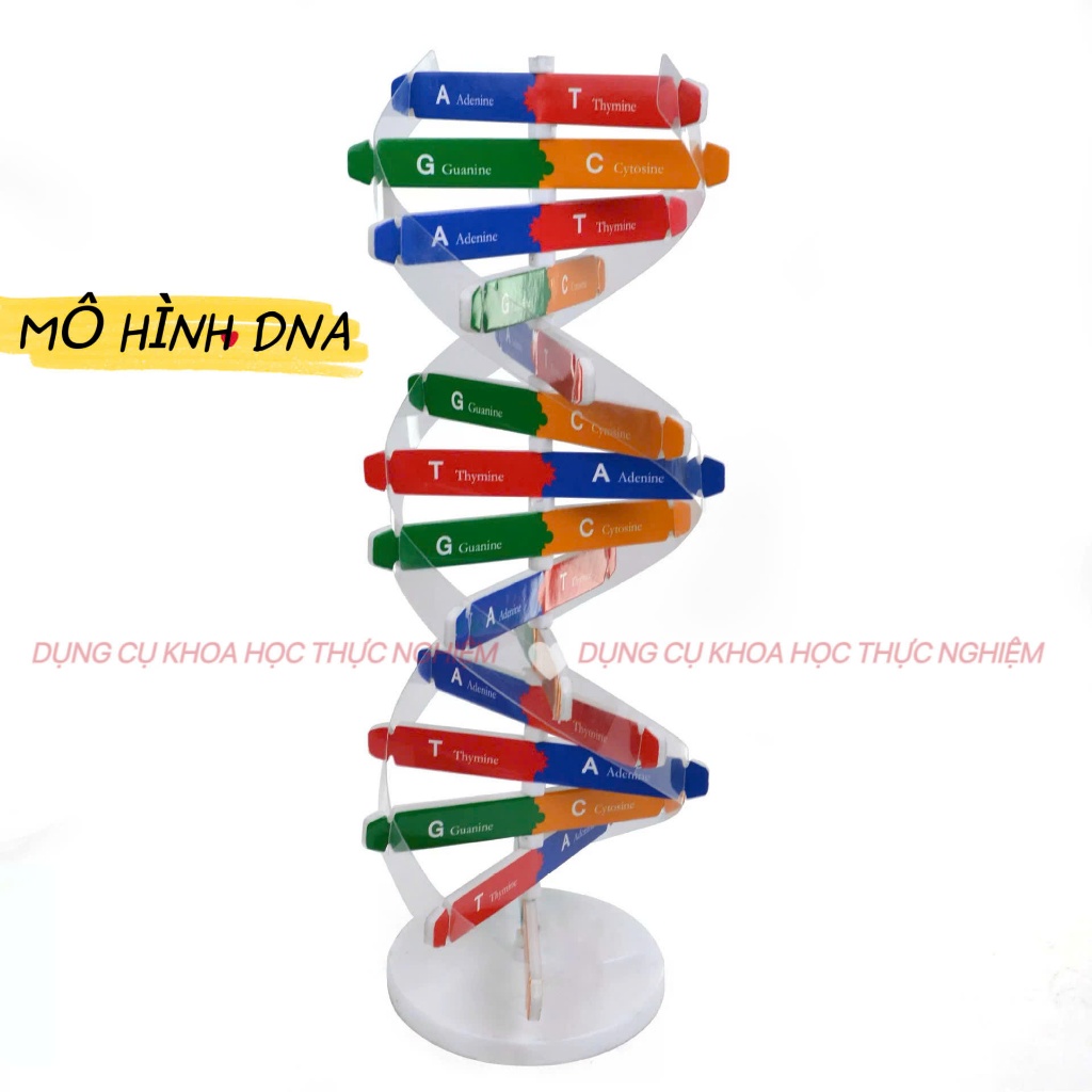 Mô Hình Cấu Trúc ADN – Mô Hình DNA Xoắn Kép 3D Sinh Học Lớp 9, Mô Hình Phân Tử DNA STEM - KH0619