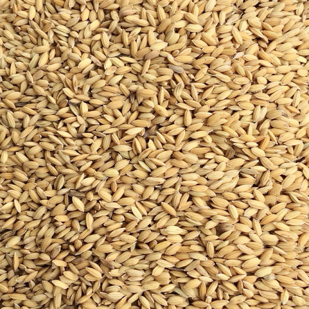 Bán 20 gói thóc lúa 50gram / gói