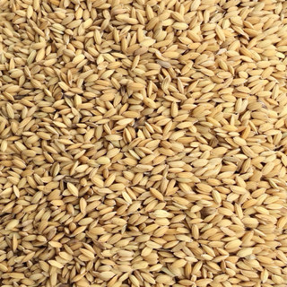 Bán 20 gói thóc lúa 50gram / gói