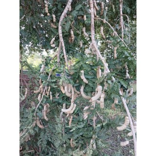 Me xanh ăn sống trái vừa và nhỏ 500g.