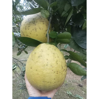 Bưởi diễn quả dài 800-1kg, ngọt thanh, không đắng, bưởi lâu năm >10 năm