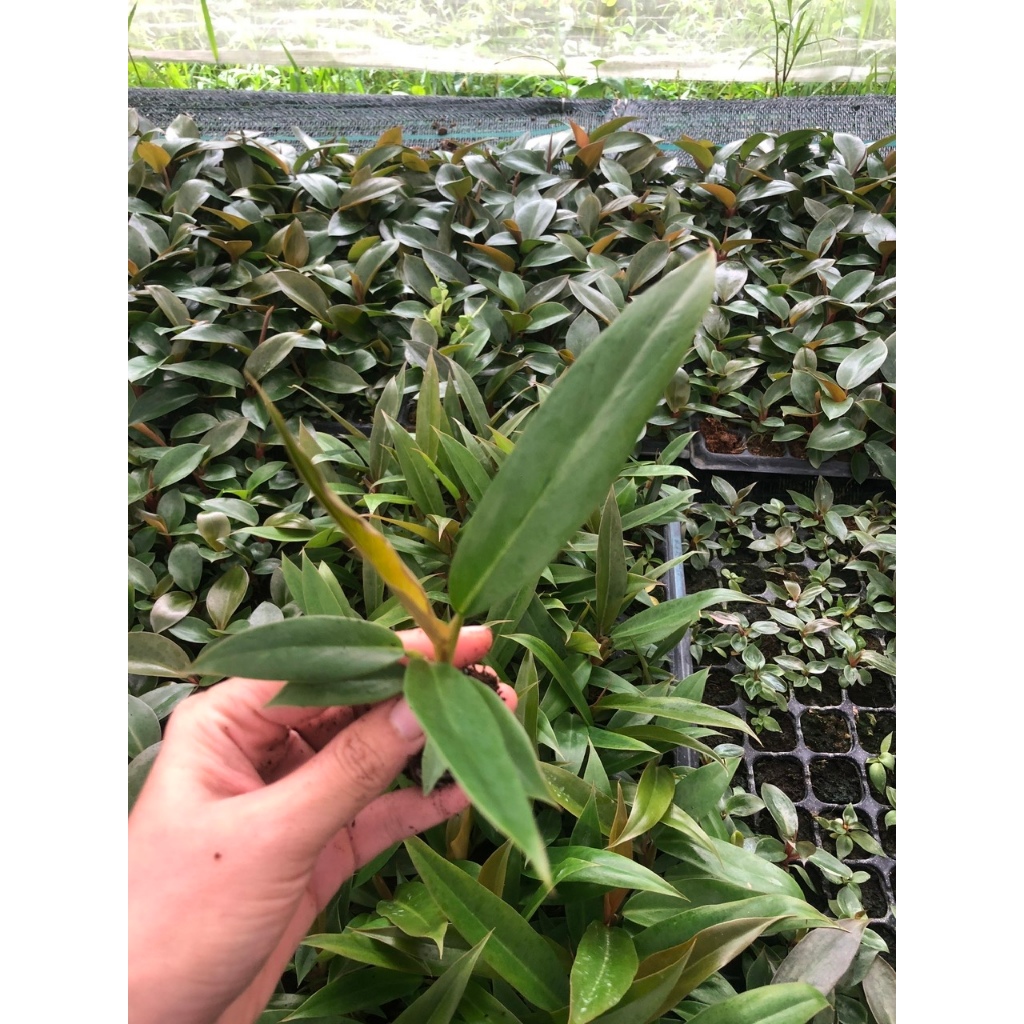 Cây Philodendron Caramel