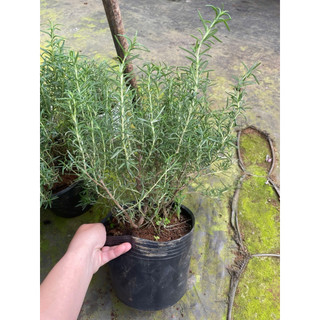 Chậu hương thảo size lớn