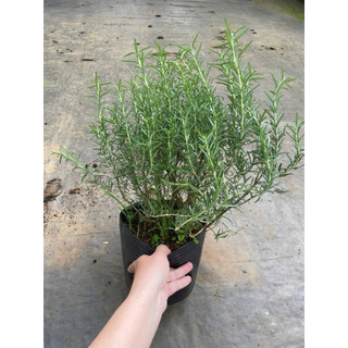 Chậu hương thảo size lớn