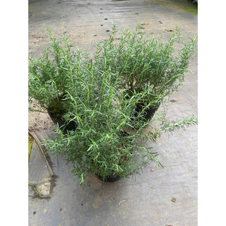 Chậu hương thảo size lớn