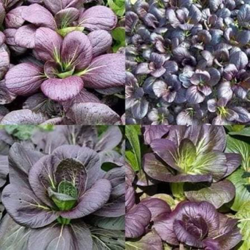 Hạt giống - 10 Cây giống cải thìa tím (cải thìa đỏ) chỉ gửi gần Hà Nội