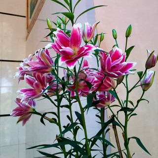 Củ ly trồng tết 2026, ly kép, ly lùn 8 - 12 bông ra hoa 100%