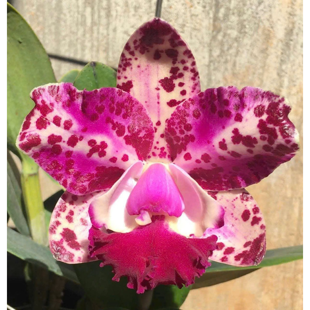 Cattleya Da-She Cognac cây lùm sắp hoa