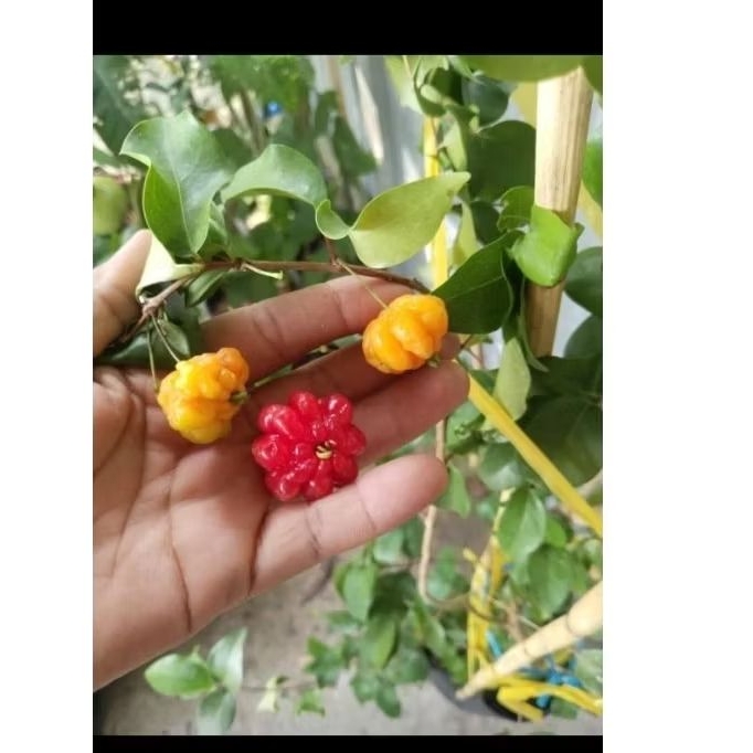 chery surinam ( chery nam mỹ,chery khía)