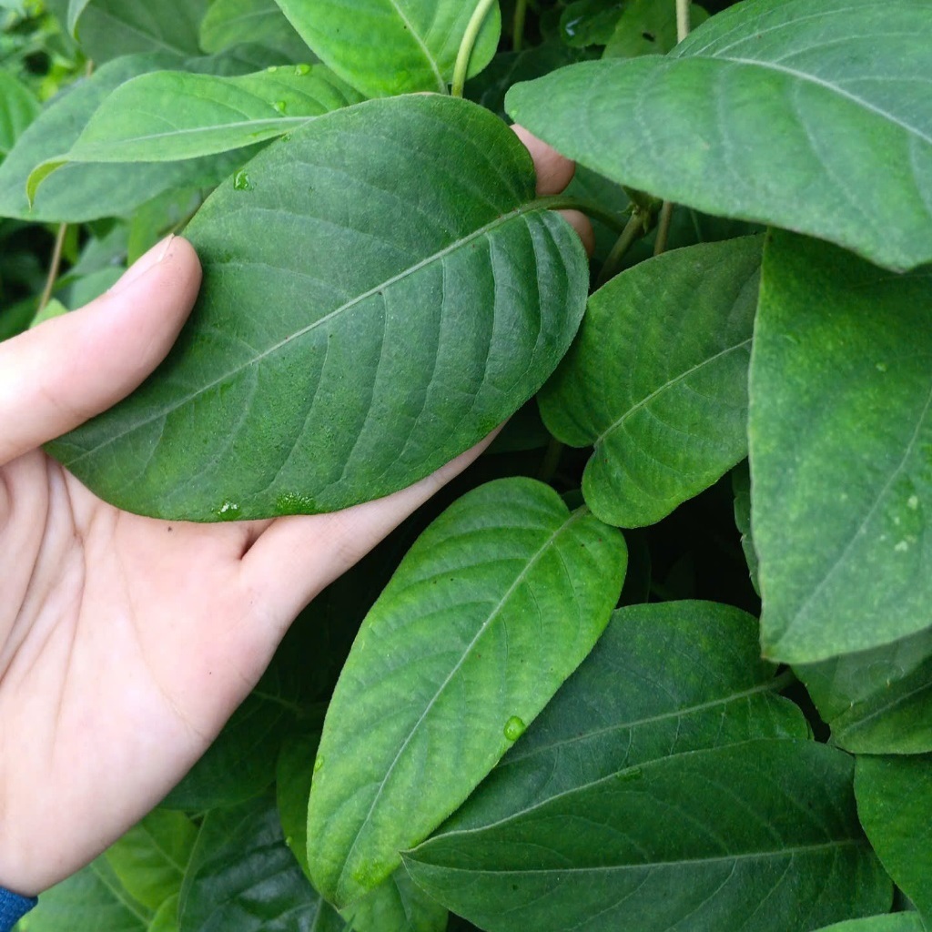 Cây/ dây giống lá mơ xanh, mơ trơn hay mơ rừng