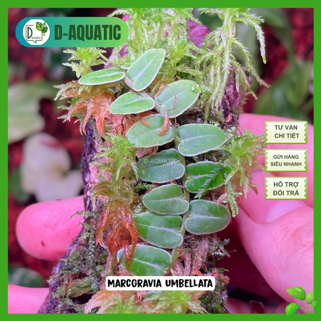 Marcgravia Umbellata - Mê mẩn với dòng thân leo cho bể bán cạn, bể bán thuỷ sinh, terrarium