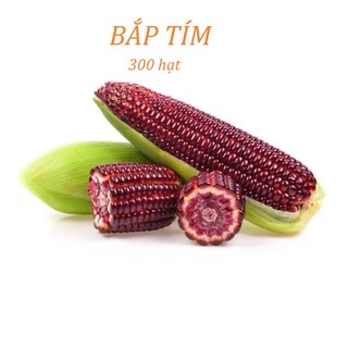  Hạt giống bắp tím ngô nếp tím lai dể trồng-gói 100gr khoảng 300 hạt trồng được quanh năm 