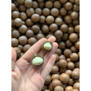Hạt Macca Sấy Đắk Lắk Size Trung Hộp 500g Kèm Dụng Cụ Tách