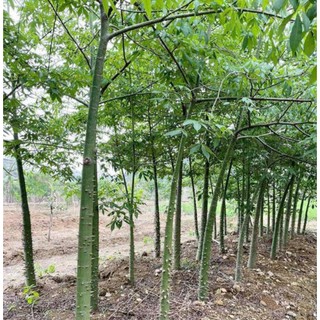 Cây hoa Mỹ Nhân (Hồng Mỹ nhân) cao 40cm