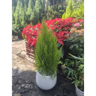   Hỏa Tốc  Chậu Cây Tùng Thơm Kèm Chậu Sứ Cao 50cm Chậu Nhựa Cao 40cm 