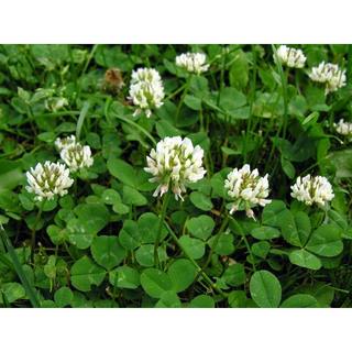 Hạt Giống Cỏ Ba Lá ( Gói 10gram) - Cỏ Thảm Cảnh