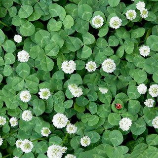 Hạt Giống Cỏ Ba Lá ( Gói 10gram) - Cỏ Thảm Cảnh