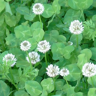 Hạt Giống Cỏ Ba Lá ( Gói 10gram) - Cỏ Thảm Cảnh
