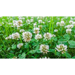 Hạt Giống Cỏ Ba Lá ( Gói 10gram) - Cỏ Thảm Cảnh