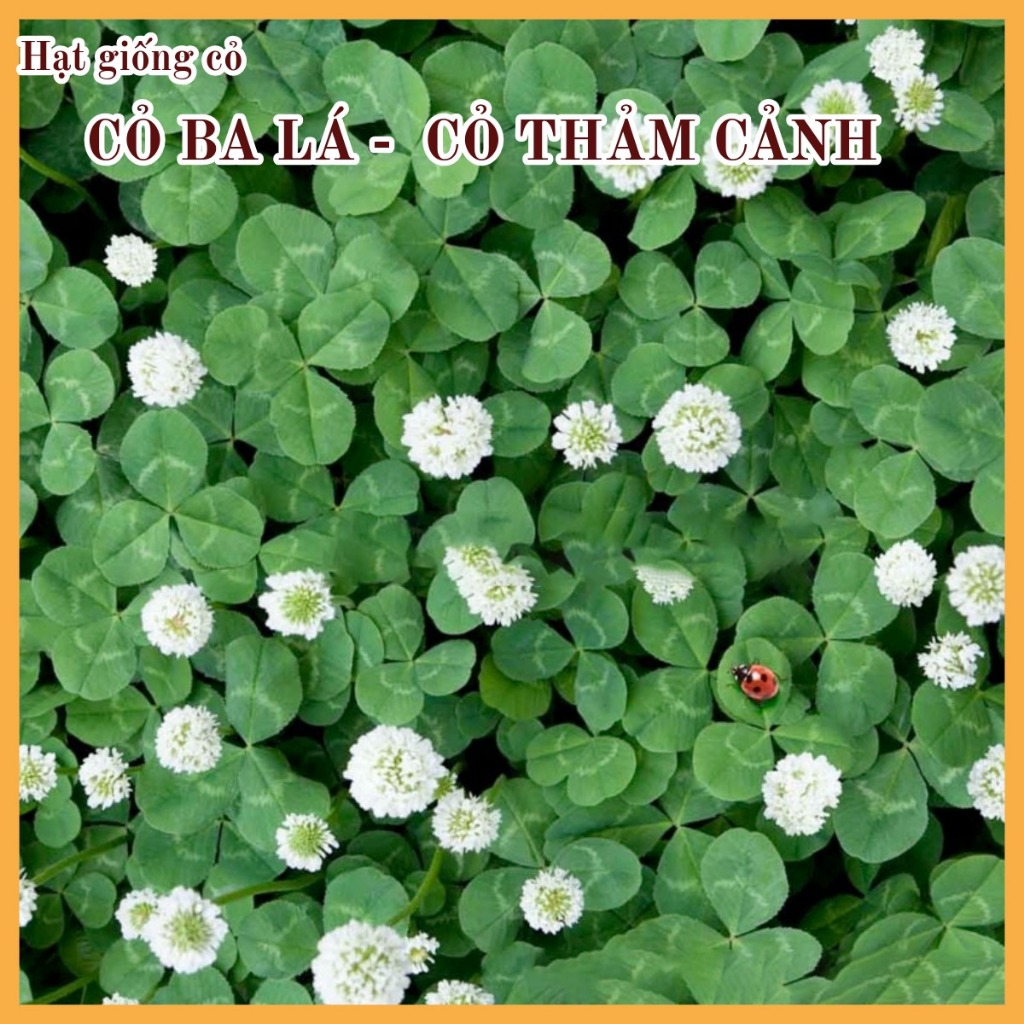 Hạt Giống Cỏ Ba Lá ( Gói 10gram) - Cỏ Thảm Cảnh