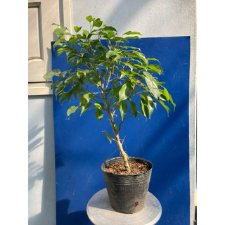 cây sanh, si búp đỏ mini bonsai