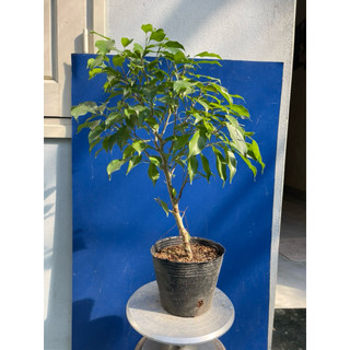 cây sanh, si búp đỏ mini bonsai