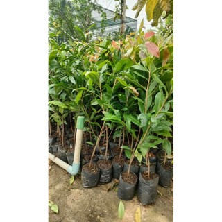 chậu mai vàng con  ( cao 40 - 70cm )