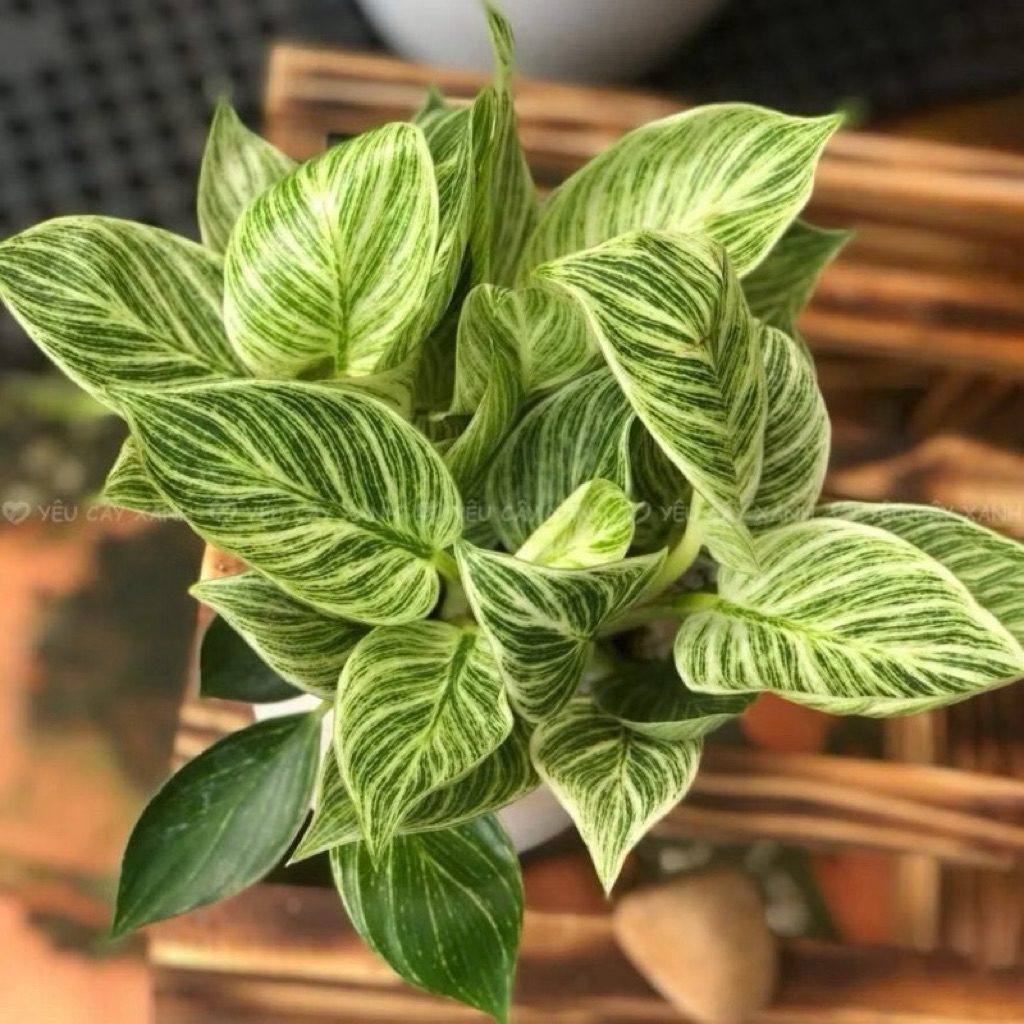 trầu bà kim cương đế vương -philodendron Birkin (gốc giống)