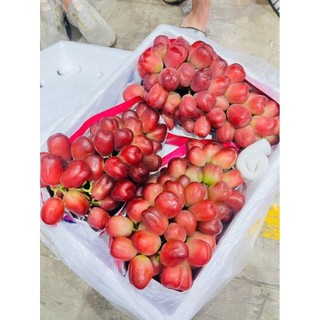 NHO MẪU ĐƠN ĐỎ