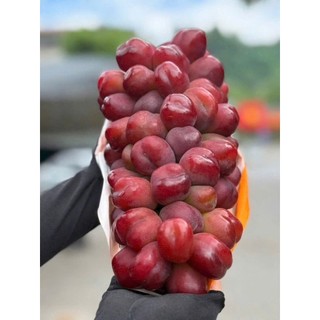 NHO MẪU ĐƠN ĐỎ