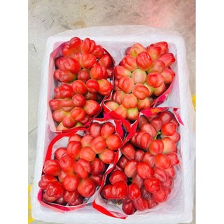 NHO MẪU ĐƠN ĐỎ