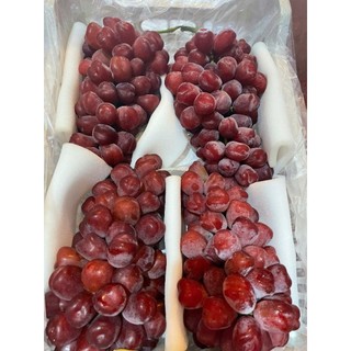 NHO MẪU ĐƠN ĐỎ