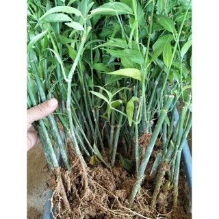 50 cây xương khỉ xanh đẹp, nhiều rễ, sống khỏe.