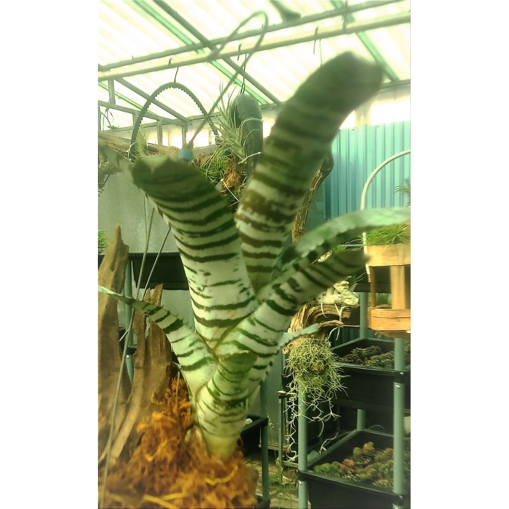 Bromeliaceae ( bromeliads ) Ebony black - Dứa Nam Mỹ sọc đen, size baby