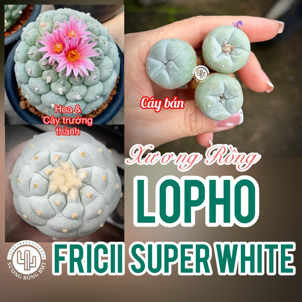 1 cây xương rồng LOPHO FRICII SUPER WHITE Thái lan gieo hạt size 2cm-3cm