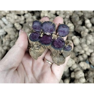 GỪNG ĐEN già cội-200g