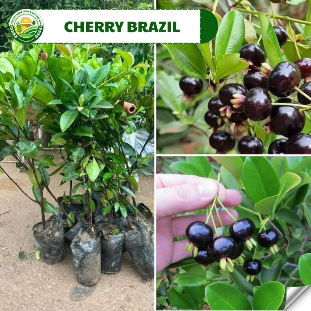 Cây giống cherry brazil ươm hạt, dòng cherry chịu nhiệt