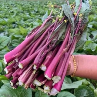 Hạt giống rau cải ngồng tím nảy mầm tốt dễ trồng cho thu hoạch nhiều lần 