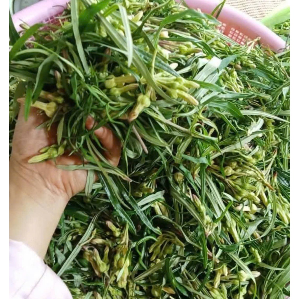 Cây rù rì ăn bông - đặc sản Rau Rừng Tây Ninh