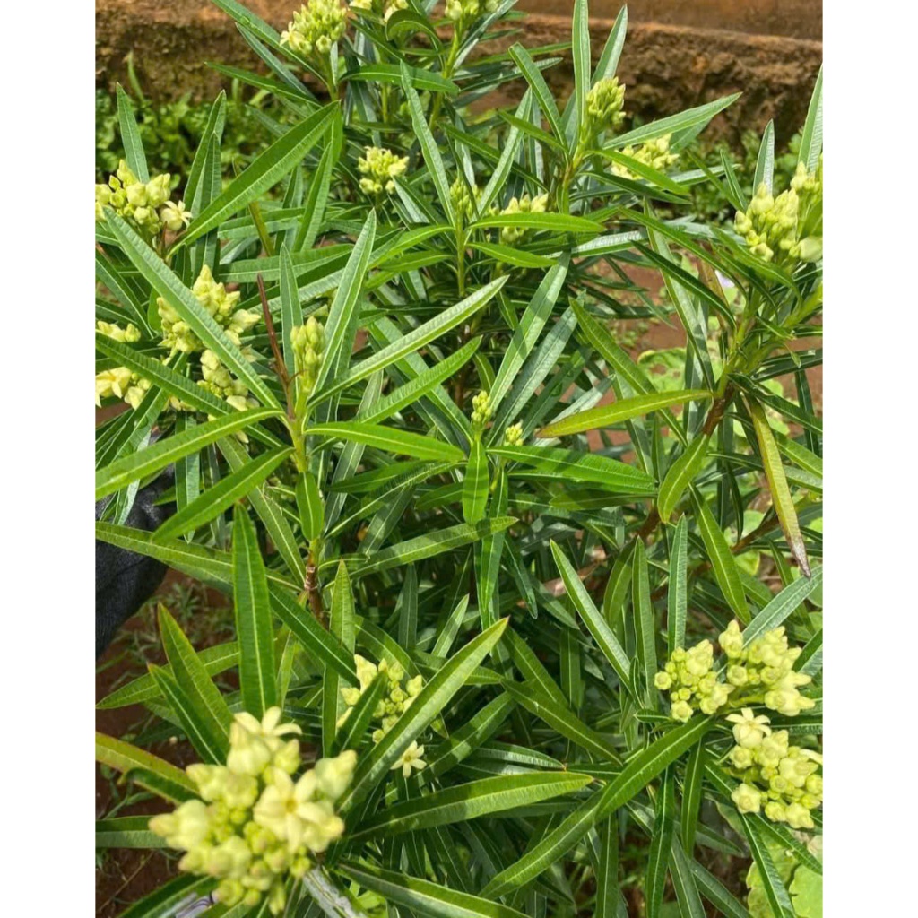 Cây rù rì ăn bông - đặc sản Rau Rừng Tây Ninh