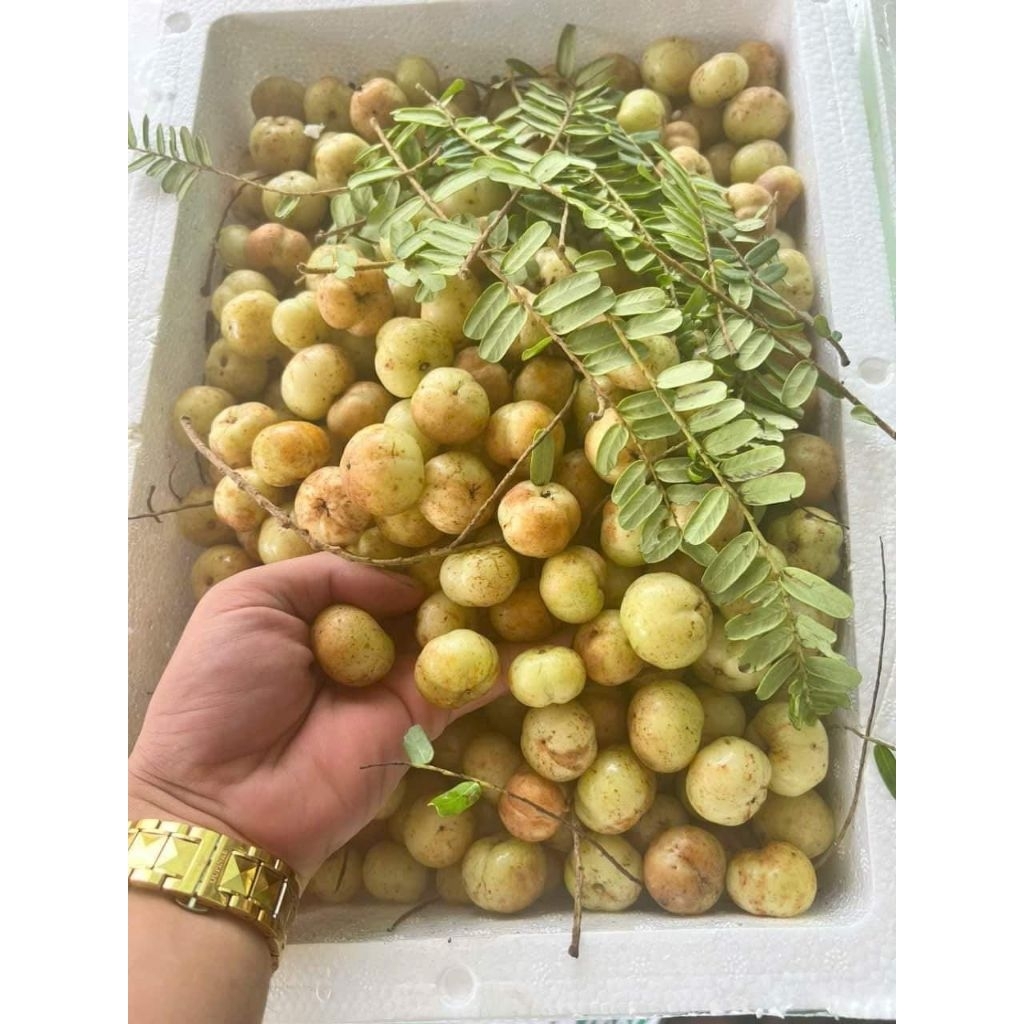 Mắc kham hay me rừng