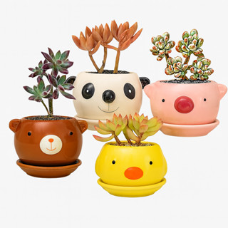  10 chậu gốm sứ CAO CẤP trồng sen đá xương rồng tiểu cảnh 