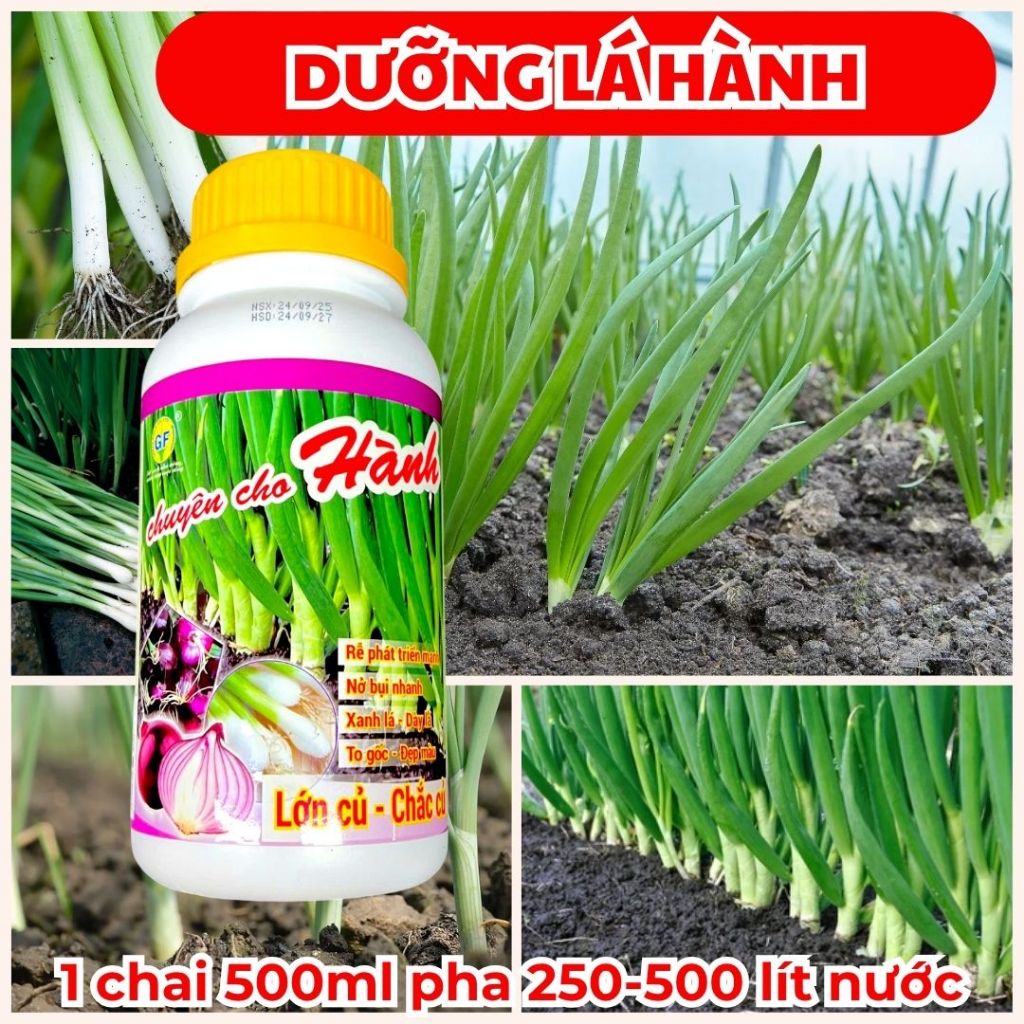 Phân Bón Lá Chuyên Hành - Ra Rễ - Nở Bụi Hành - Mập Cọng Hành - Nở Cổ Hành - To Cọng Hành - Dày Ống 