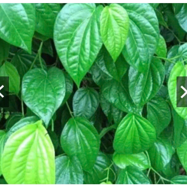 200gr lá trầu không tươi
