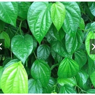 200gr lá trầu không tươi