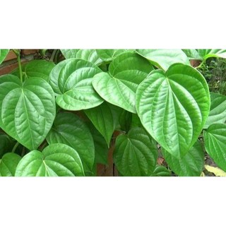 200gr lá trầu không tươi