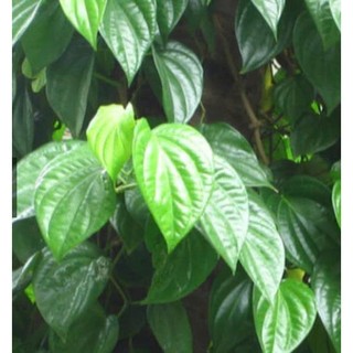 200gr lá trầu không tươi