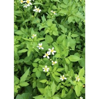 1kg cây xuyến chi/đơn kim tươi khách đặt mới hái gửi