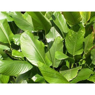 30 chiếc lá rong gói bánh tẻ, lá loại nhỏ
